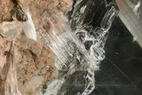 Stunning, Glassy Selenite Crystal - Naica Mine, Mexico #372137-6